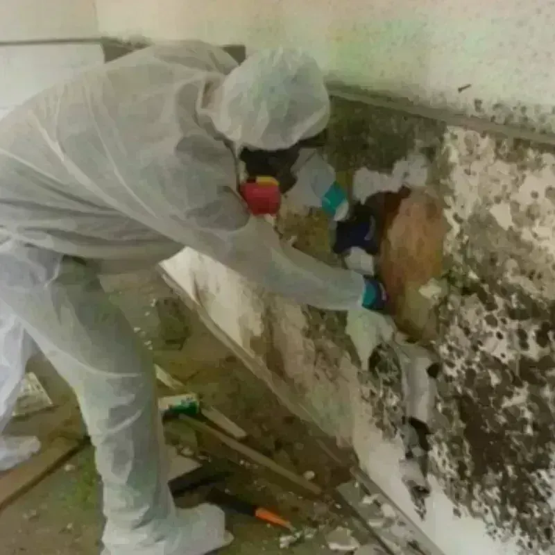 Mold Remediation and Removal in Larch Way, WA